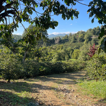 Afbeelding uploaden naar galerij, Café San Lorenzo - Coban, Guatemala