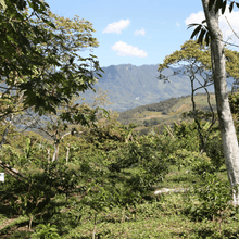 Upload afbeelding naar galerij, Café Santa Fé Decaf - Chiapas, Mexico