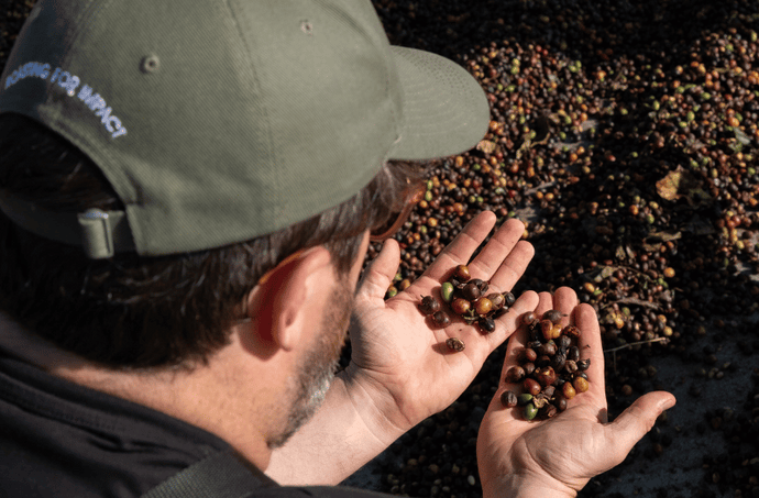 Conventionele koffie vs Fair Trade koffie: wat zijn de echte verschillen?