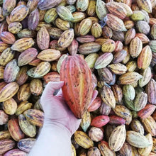 Afbeelding uploaden naar galerij, Mana Philippines pure chocolade 80%
